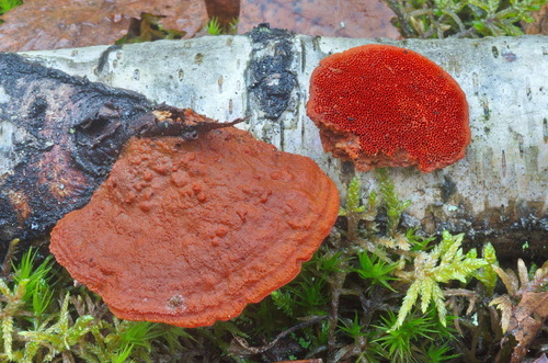 Northern Cinnabar Polypore