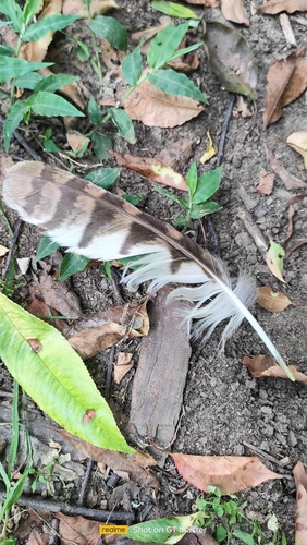 View observation of {o.common_name} on iNaturalist
