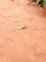 Agama agama