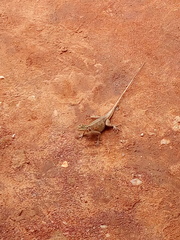 Agama agama