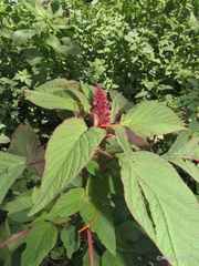 Amaranthus hypochondriacus