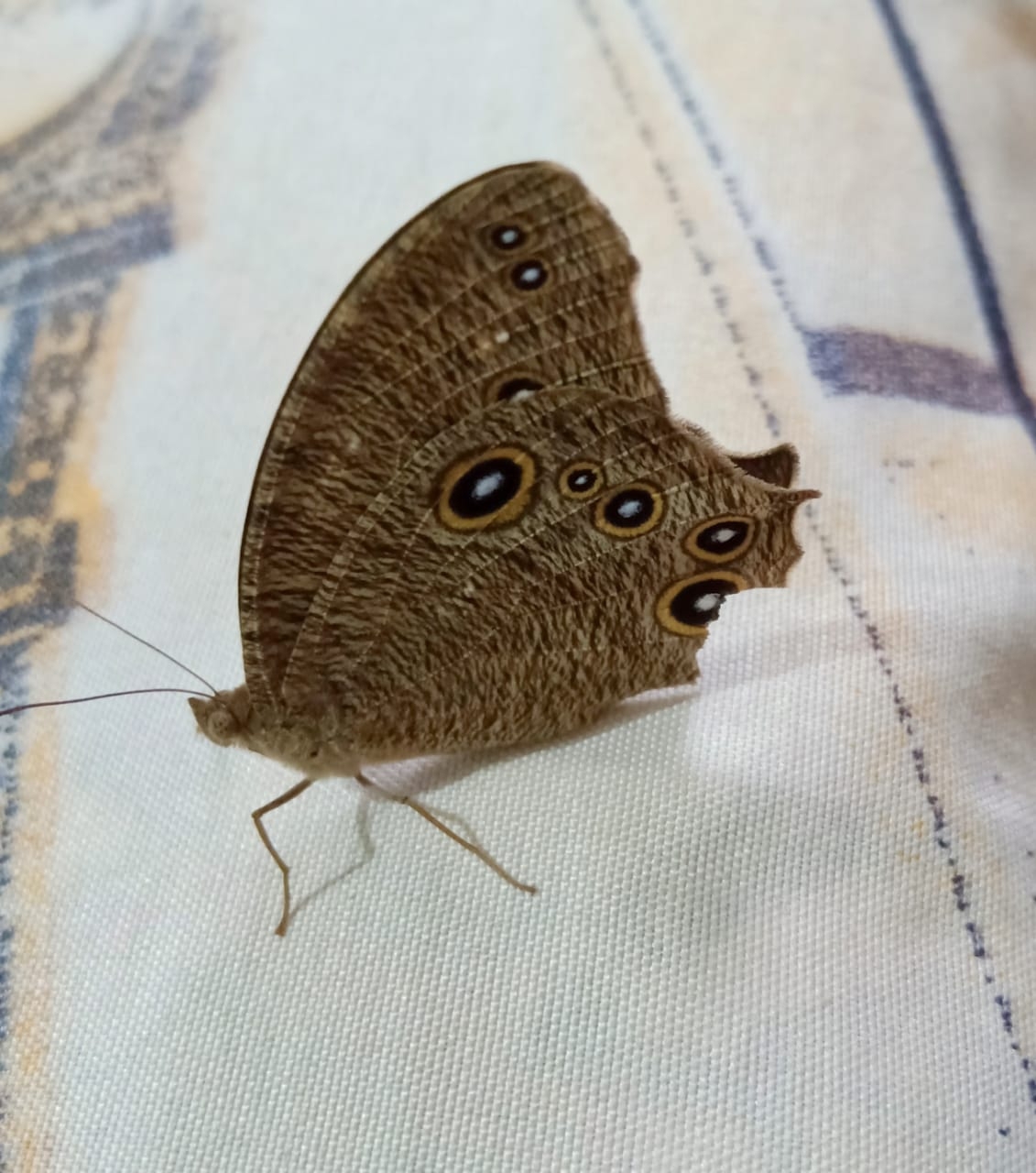 Common Evening Brown