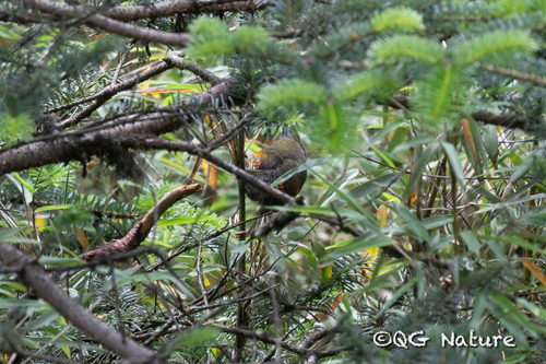 Emei Shan Liocichla (Liocichla omeiensis), photo 1