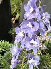 Delphinium cultorum