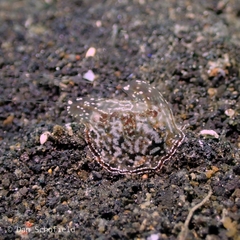 Coeloplana meteoris