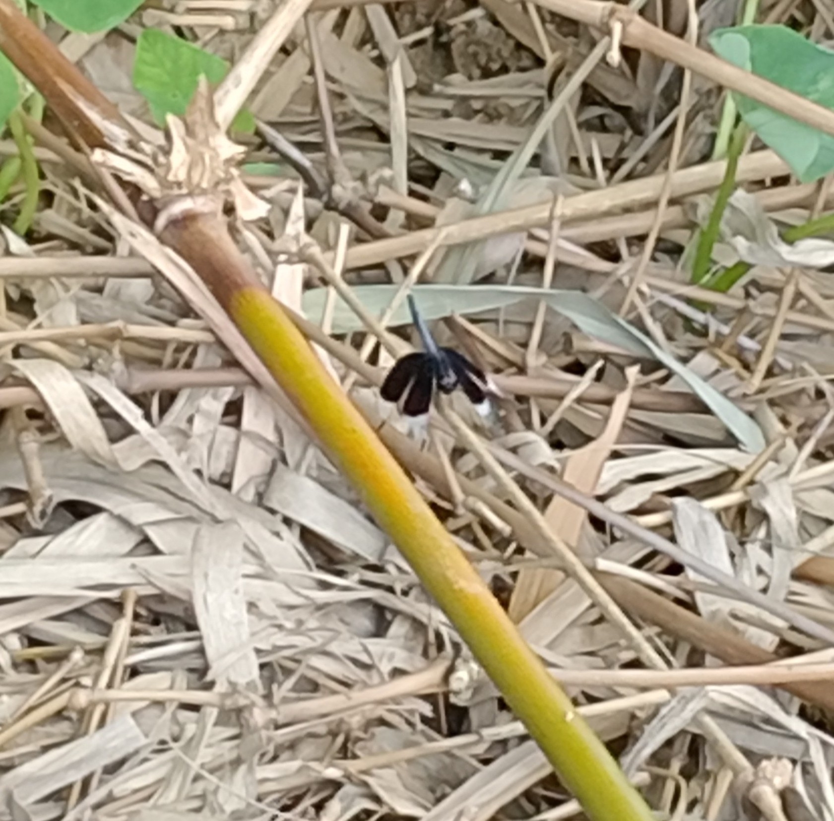 Pied Paddy Skimmer
