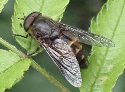 Broadland Horsefly