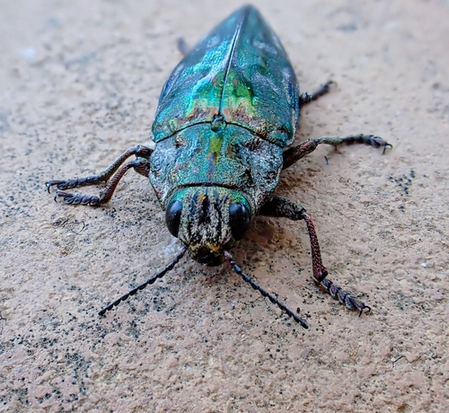 Pine-borer