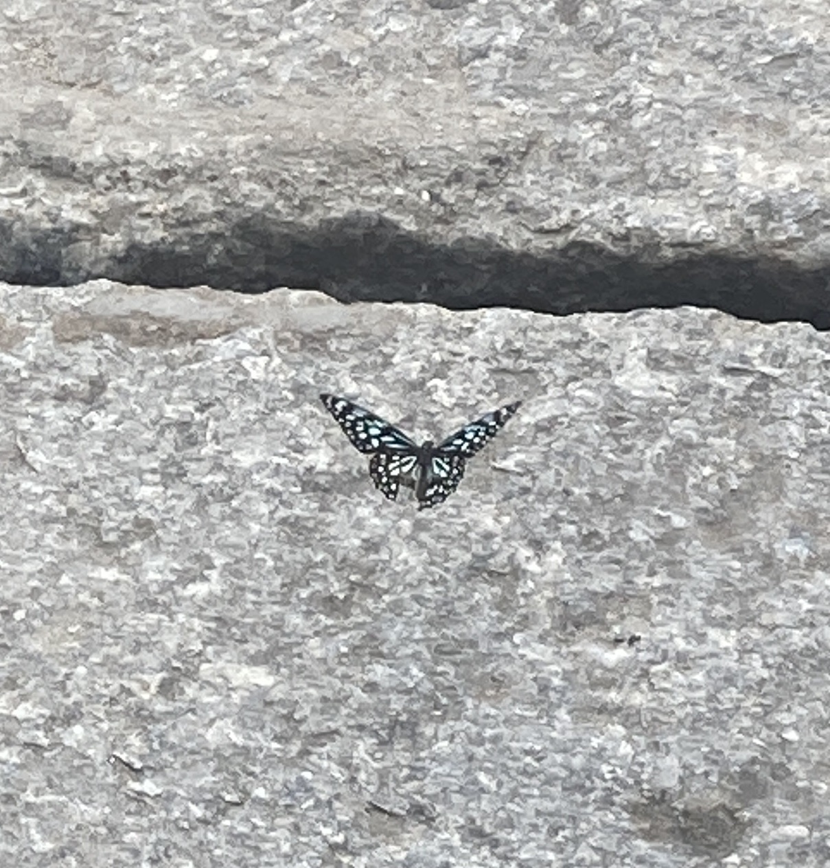 Dark Blue Tiger