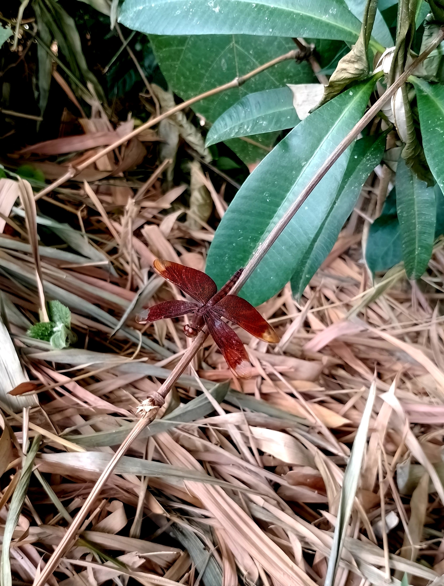 Fulvous Forest Skimmer