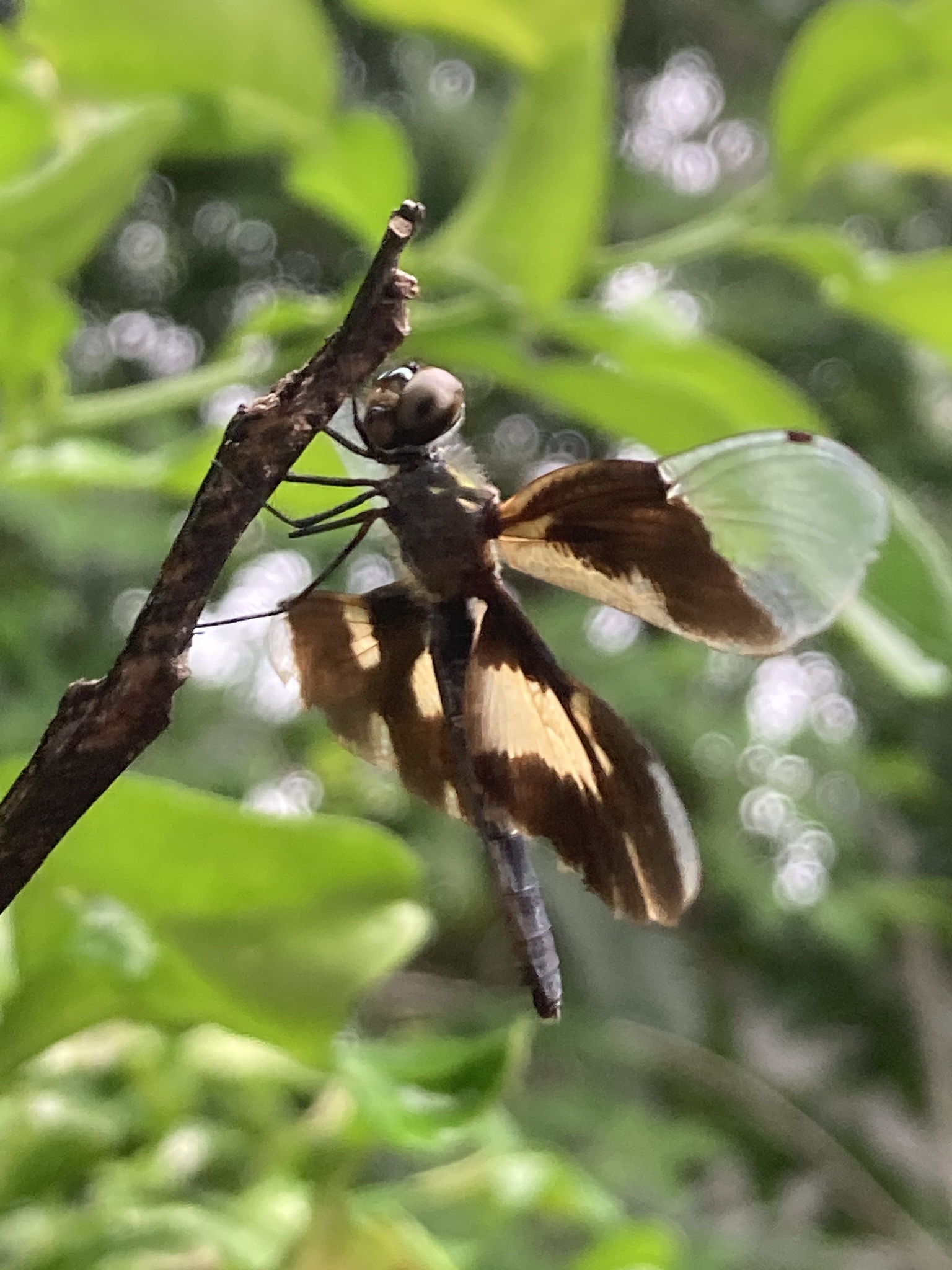 Common Picture Wing