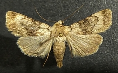 Euxoa setonia