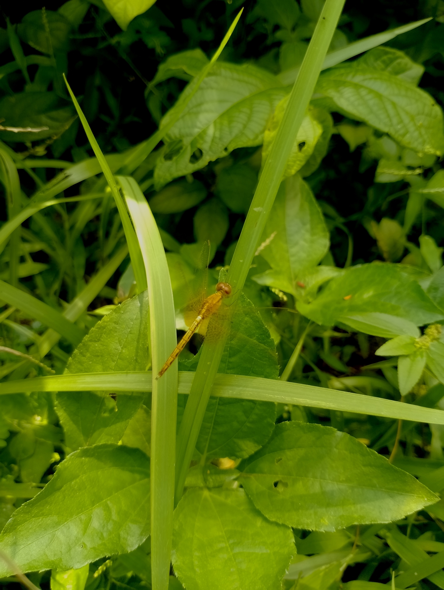 Ruddy Meadow Skimmer