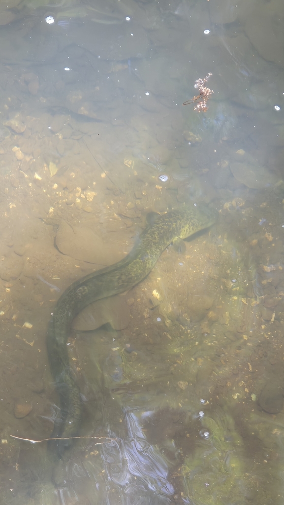 Giant mottled eel