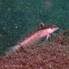 Parapercis lineopunctata