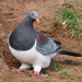 Chatham Island Pigeon - Photo (c) sgalla32, some rights reserved (CC BY-NC)