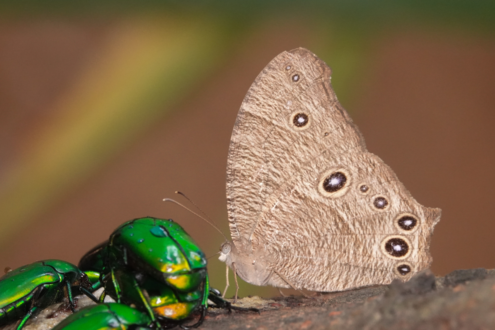 Common Evening Brown