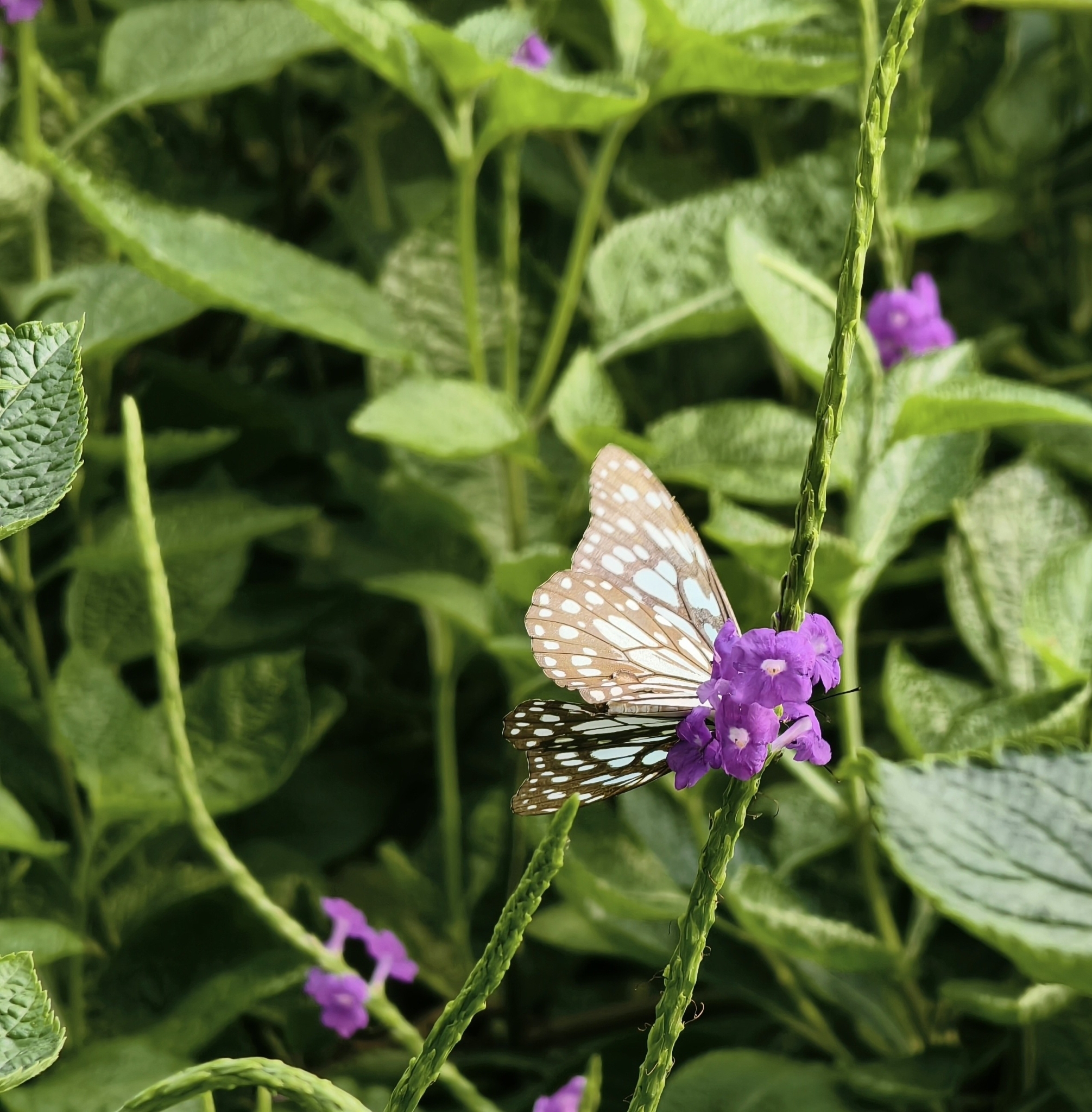 Blue Tiger