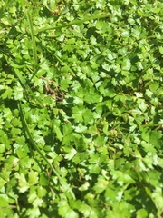 Hydrocotyle tripartita