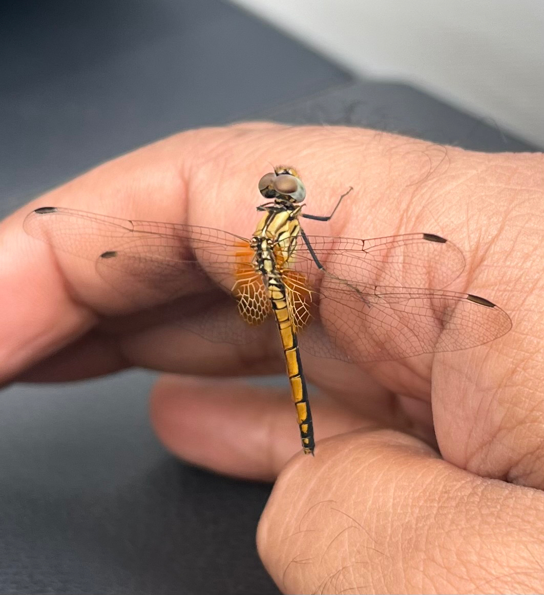 Crimson Marsh Glider