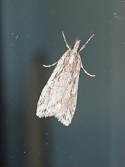 Scoparia chalicodes