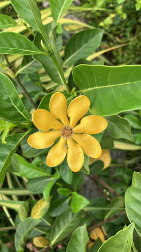 Gardenia carinata observed 2025-06-12