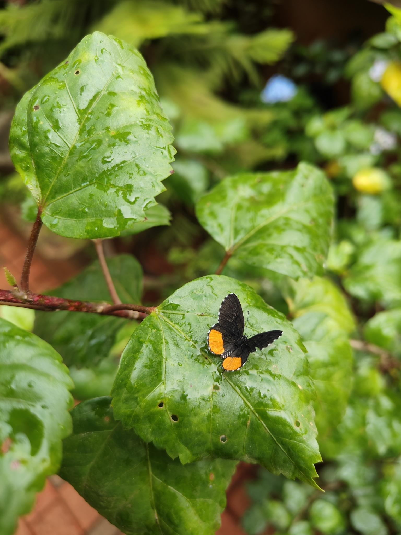 Red Pierrot