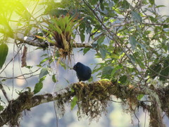 Aphelocoma unicolor oaxacae