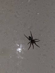 Herpyllus propinquus