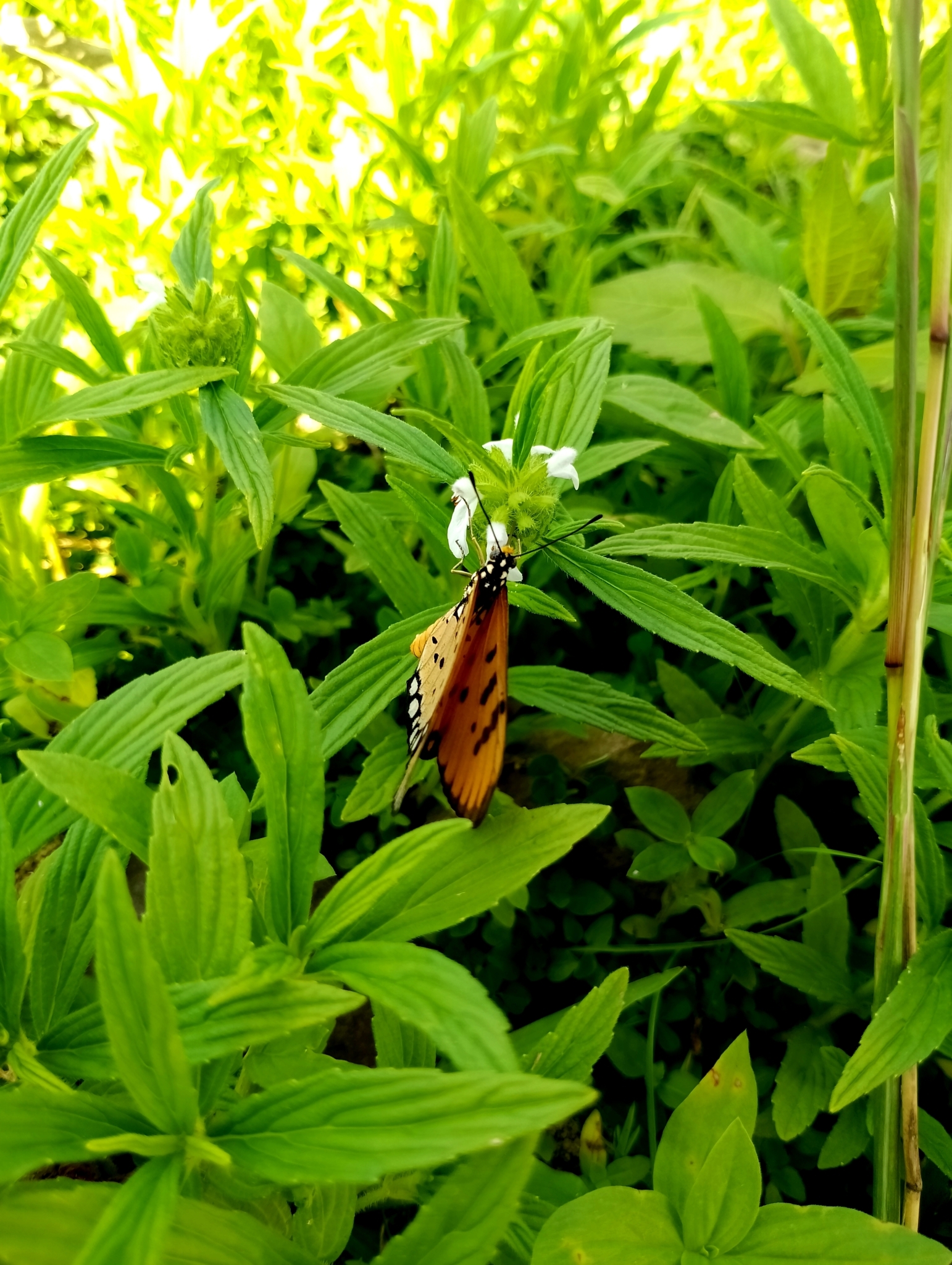 Tawny Coster