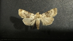 Euxoa setonia