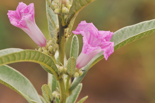 Ipomoea cuneifolia