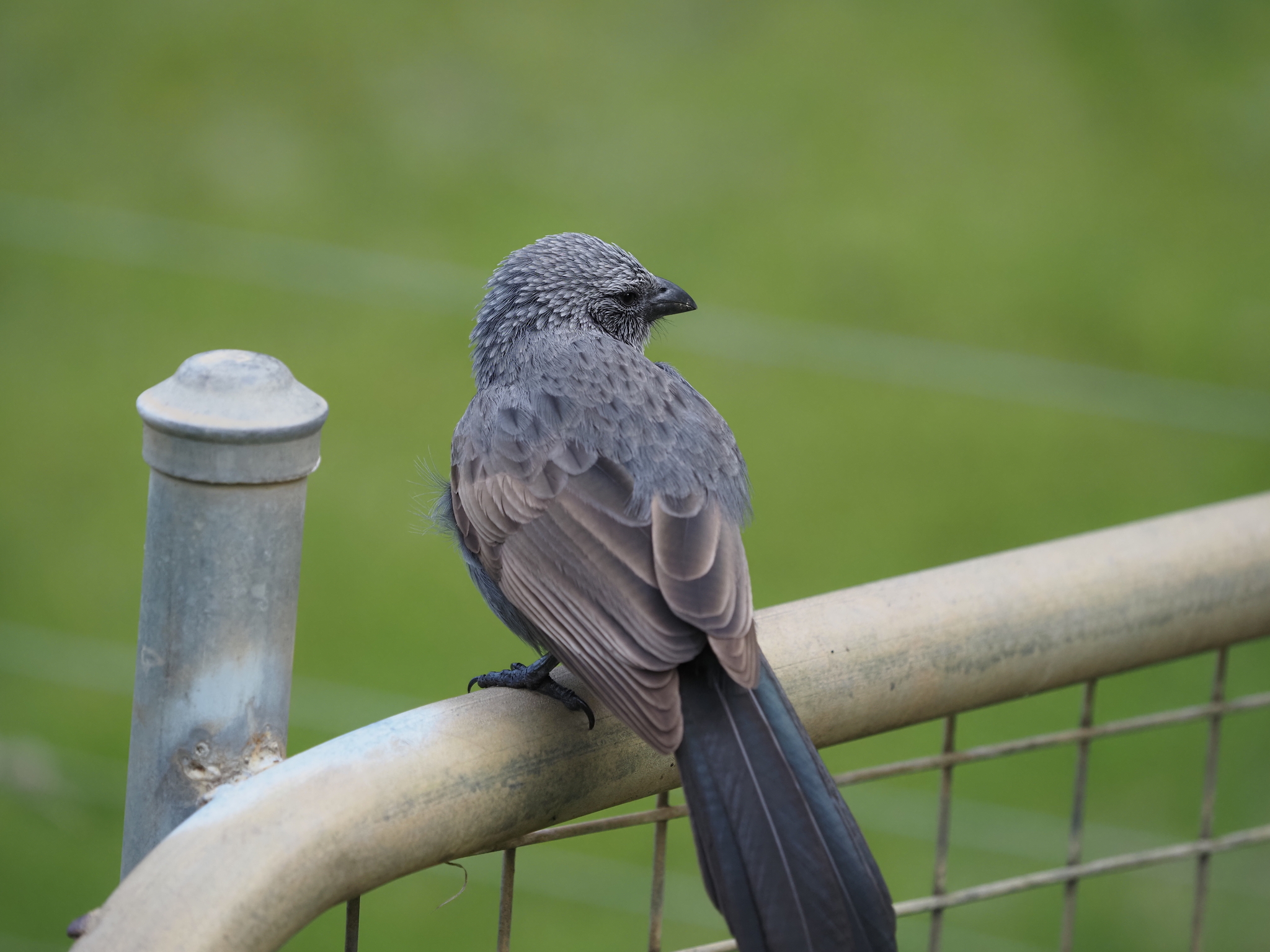 Apostlebird illustration