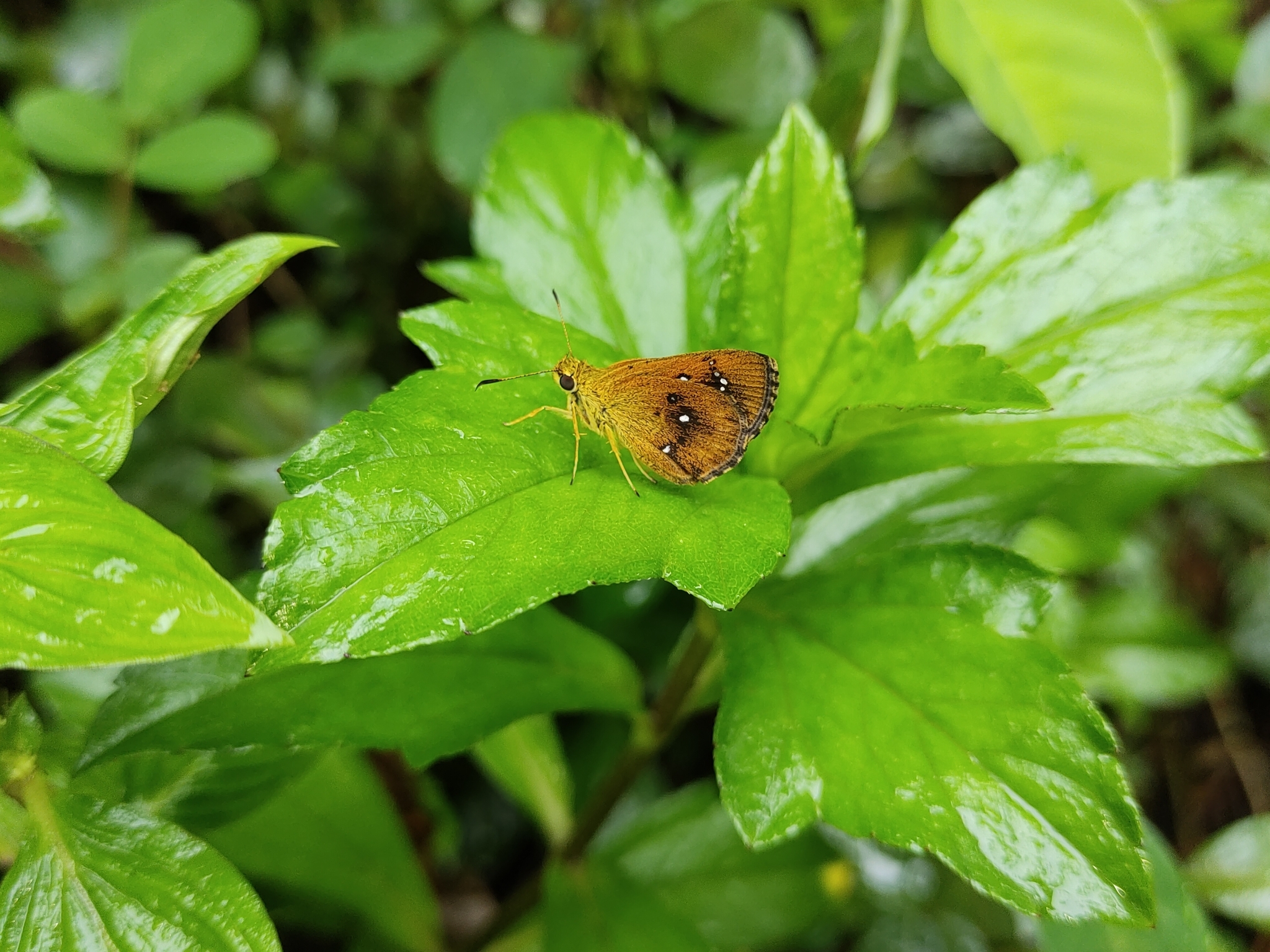 Chestnut Bob