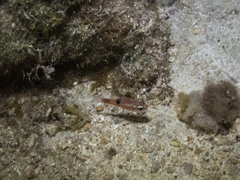 Apogon maculatus