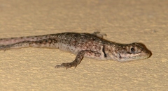 Tropidurus oreadicus