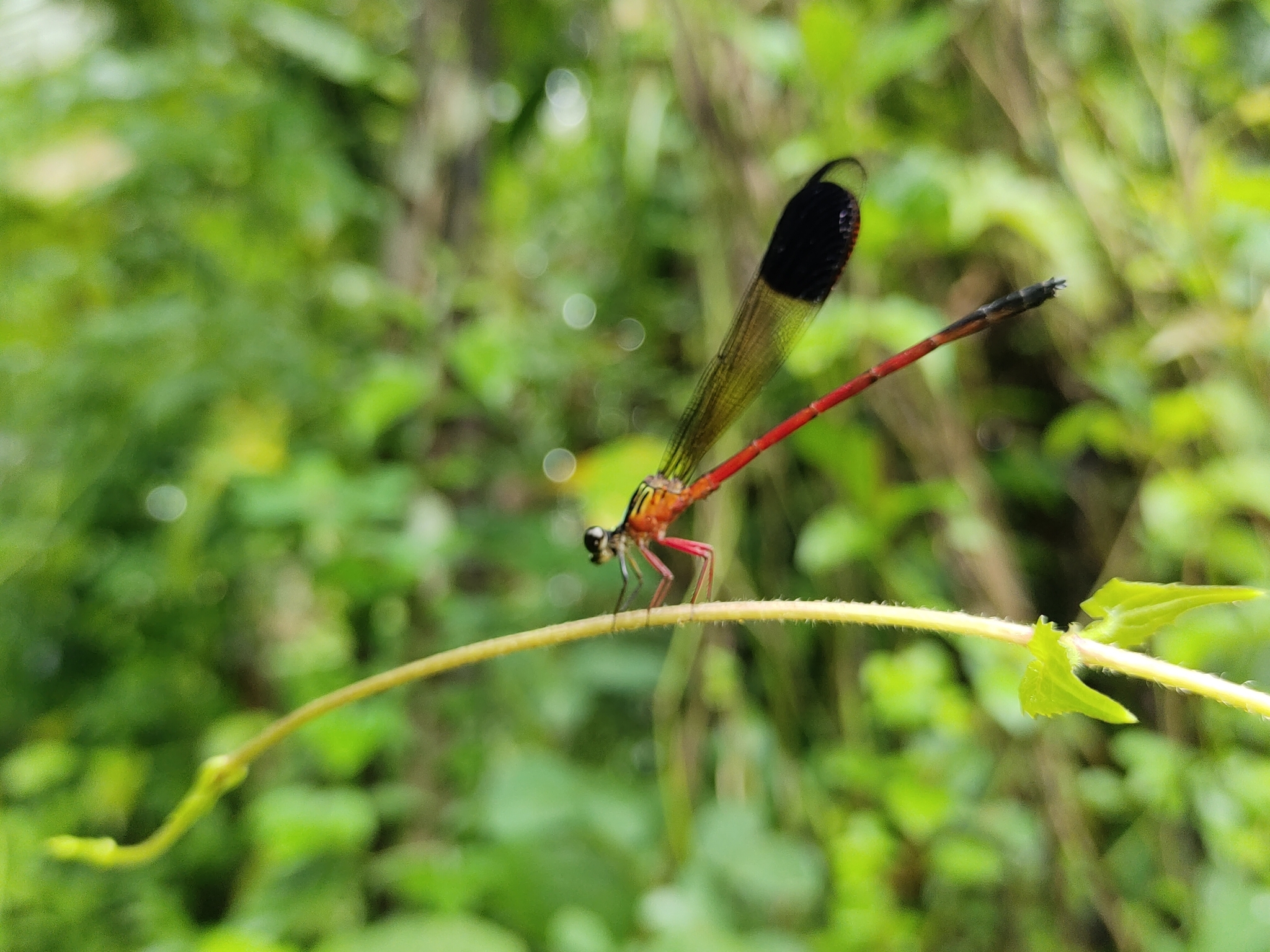 Malabar Satinwing