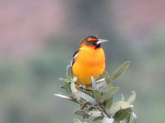 Icterus bullockii × galbula