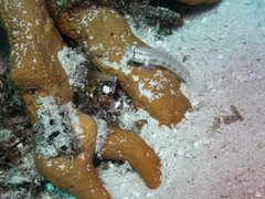 Gnatholepis thompsoni