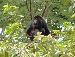 Alouatta belzebul