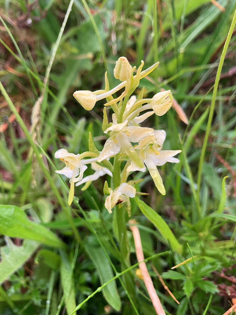 Platanthera chlorantha