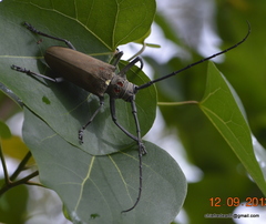 Batocera rufomaculata