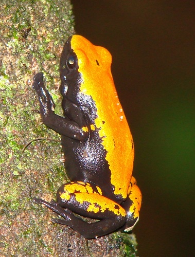 Splashback Poison Frog, Adelphobates galactonotus