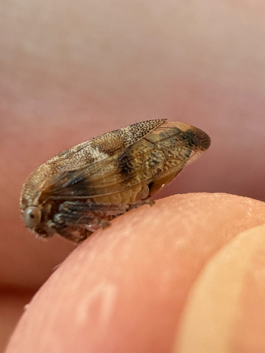 Ophiderma definita photo 5