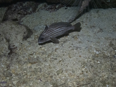 Pareques acuminatus