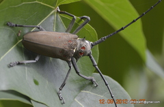 Batocera rufomaculata