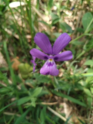 Duby's Pansy (Viola dubyana)