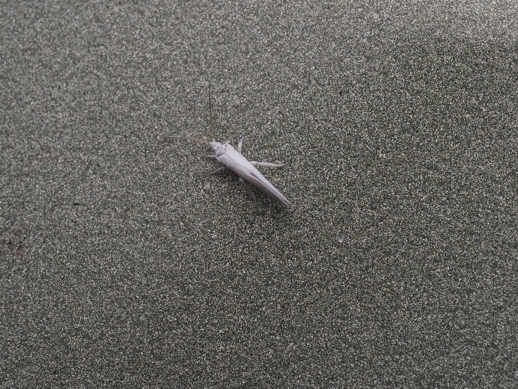 Coniopteryx maculithorax