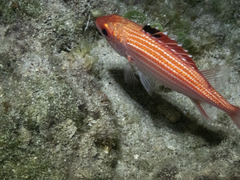 Sargocentron coruscum