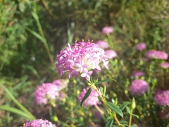 Pimelea rosea